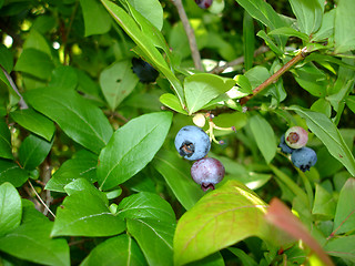 Image showing blueberry