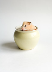 Image showing Hamster in the pot