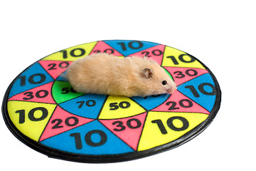 Image showing Hamster on the dartboard