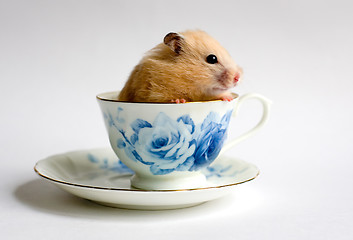 Image showing Hamster in the the teacup