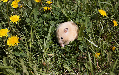 Image showing Hamster on the dandelyon lawn