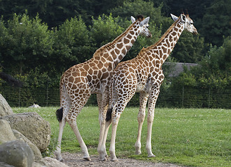 Image showing Two giraffes