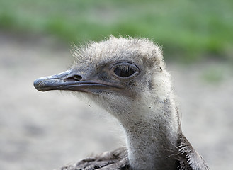 Image showing Shaggy ostrich