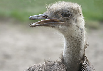 Image showing Shaggy ostrich