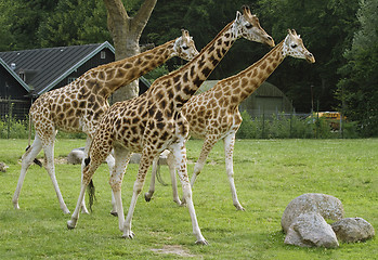 Image showing Three giragges