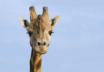 Image showing Giraffe