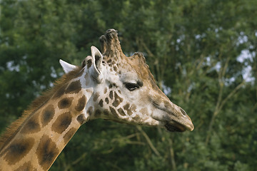 Image showing Giraffe