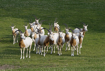 Image showing Herd of antelopes