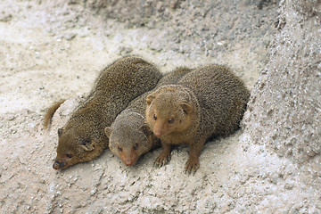Image showing Dwarf mongooses