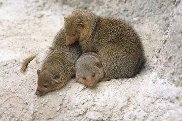 Image showing Dwarf mongooses