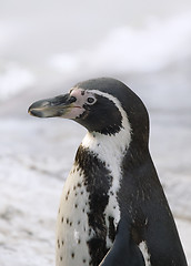 Image showing Magellanic penguin