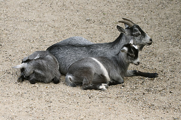 Image showing Goat and her child