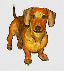 Image showing Isolated Pencil Drawing of Miniature Dachshund