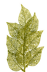 Image showing Christmas decorative green leaves