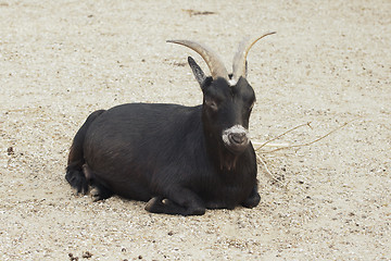 Image showing Black goat