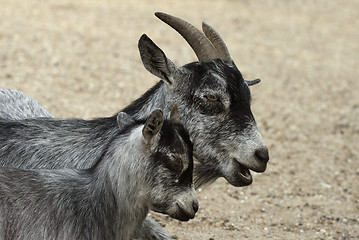 Image showing Goat and her child