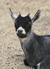 Image showing Baby goat