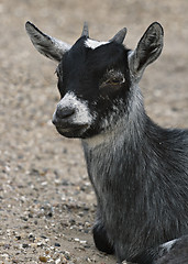 Image showing Baby goat