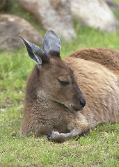 Image showing Resting kangaroo