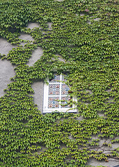 Image showing Window with ivy