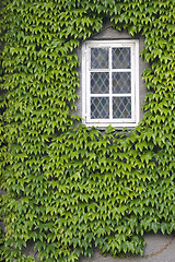 Image showing Window with ivy