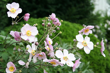 Image showing Anemones