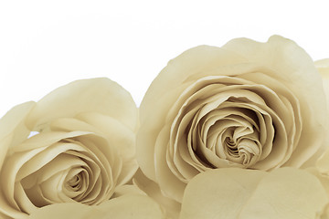 Image showing white rose macro