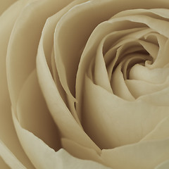 Image showing white rose macro