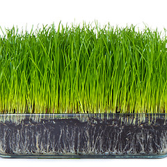 Image showing grass with soil