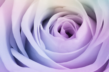 Image showing multicolor rose