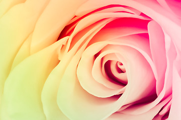 Image showing multicolor rose