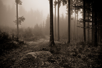 Image showing misty forest