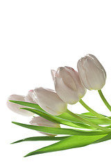 Image showing tulips