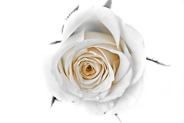 Image showing white rose petals