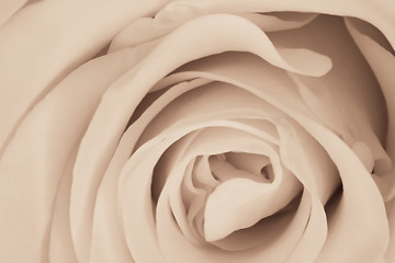 Image showing white rose close up