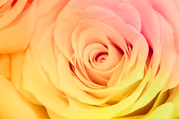 Image showing multicolor rose