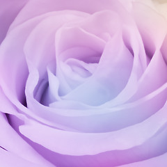 Image showing multicolor rose