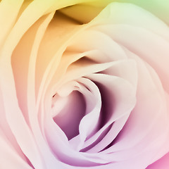 Image showing multicolor rose