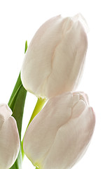 Image showing tulips