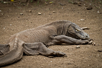 Image showing komodo dragon in natural habitat