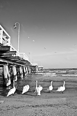 Image showing birds at pier