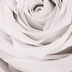 Image showing white rose close up