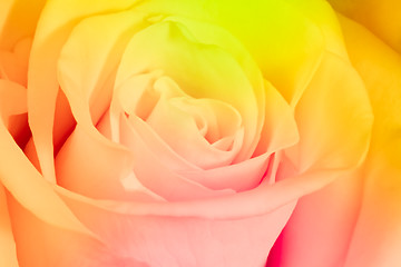 Image showing multicolor rose