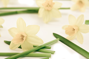 Image showing daffodils background