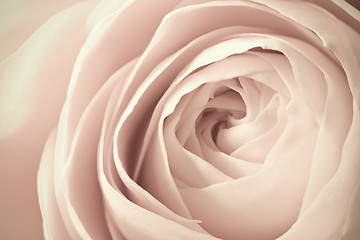 Image showing white rose macro