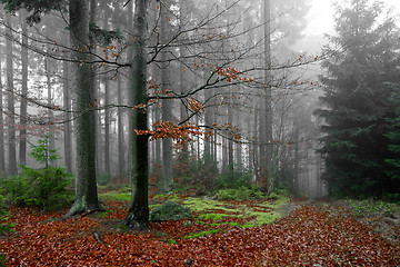 Image showing misty forest