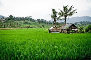 Image showing rice fields in Bali, Indonesia