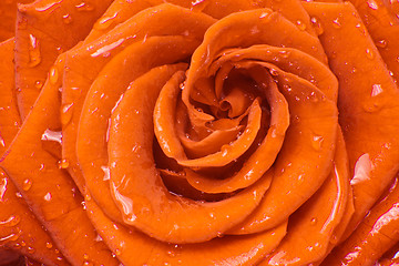 Image showing orange rose