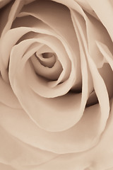 Image showing white rose close up