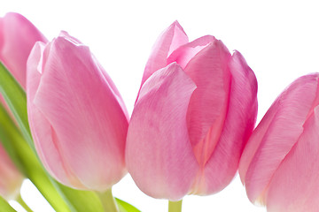 Image showing pink tulips